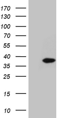 NEGR1 Antibody