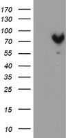 NEK9 Antibody