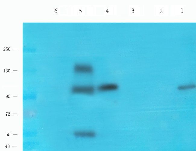 Nesprin 1 Rabbit Polyclonal Antibody