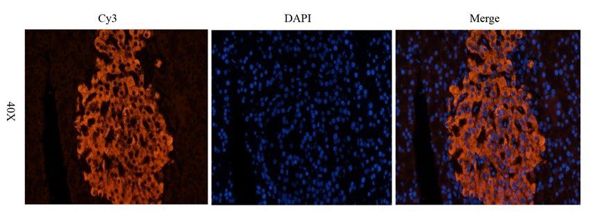 Nesprin 1 Rabbit Polyclonal Antibody