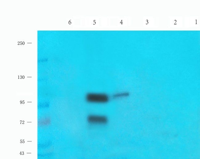 Nesprin 1 Rabbit Polyclonal Antibody