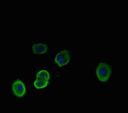 NEU1 Antibody