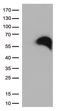RBFOX3 Antibody