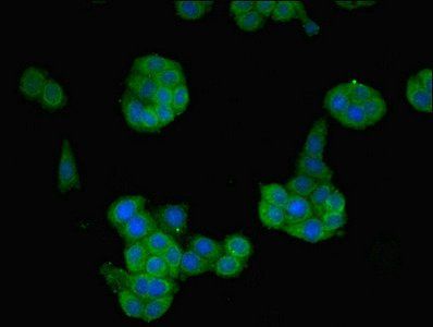NTF4 Antibody