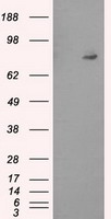 Neurotrophin 4 Antibody
