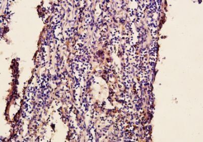 NDV Rabbit Polyclonal Antibody