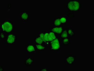 NFIC Antibody