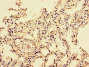 NFIC Antibody