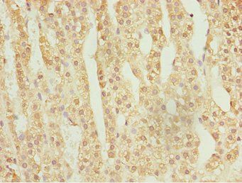 NFIL3 Antibody