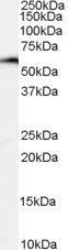 NFIL3 Antibody