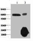 RELA Antibody