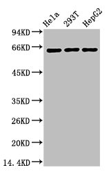 RELA Antibody