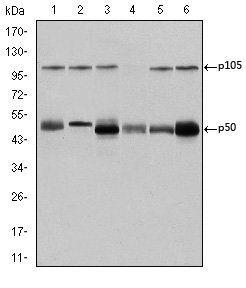 NFKB1 Antibody