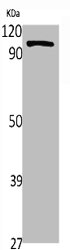 NFKB2 Antibody