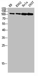 NFKB2 Antibody