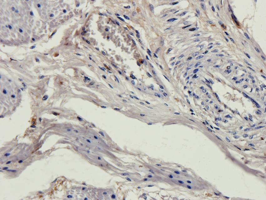 NG2 Rabbit Polyclonal Antibody