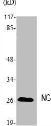 NGF Antibody