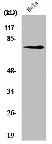 NGFR Antibody