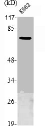 NGFR Antibody