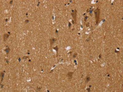 BEX3 Antibody