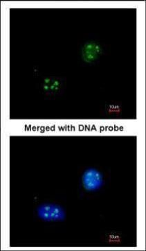 NHP2L1 Rabbit Polyclonal Antibody