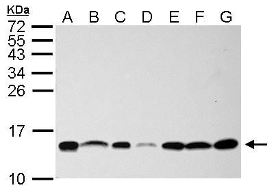 NHP2L1 Rabbit Polyclonal Antibody