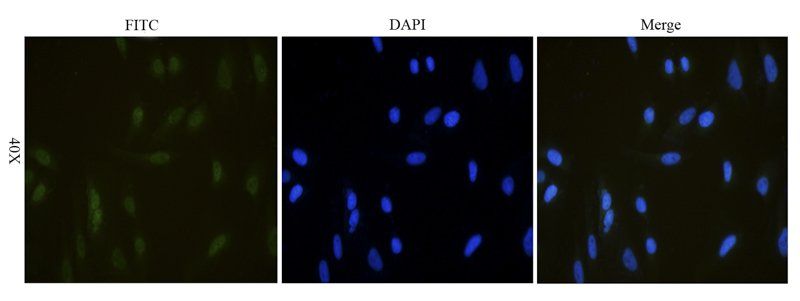 NKp46 Rabbit Polyclonal Antibody (FITC)