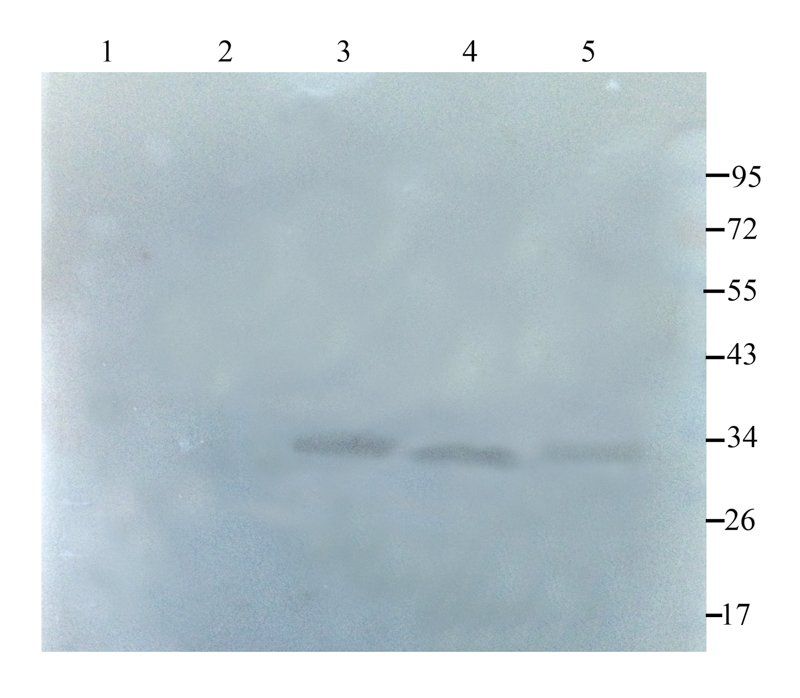 NKp46 Rabbit Polyclonal Antibody