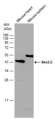 Nkx2.5 Rabbit Polyclonal Antibody