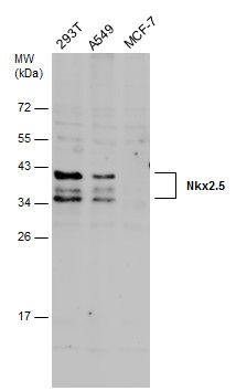 Nkx2.5 Rabbit Polyclonal Antibody