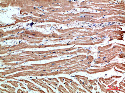 NLRX1 Antibody