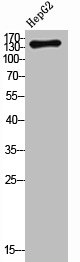 NOS3 Antibody