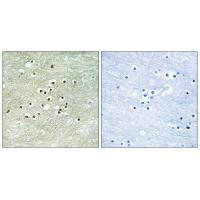 NPAS4 Antibody