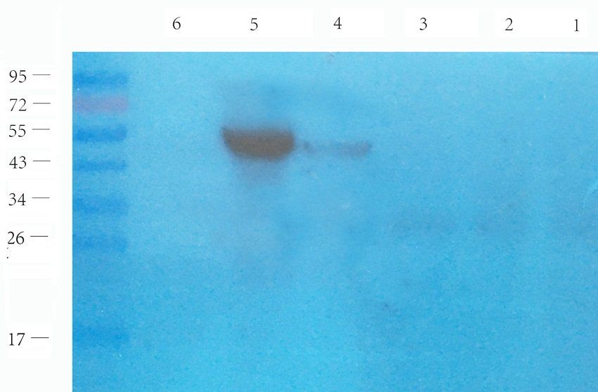 NPY1R Rabbit Polyclonal Antibody