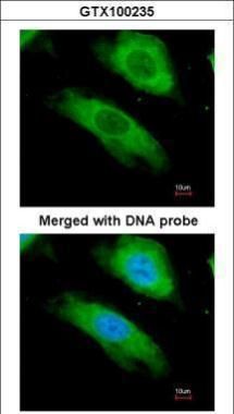 NQO1 Rabbit Polyclonal Antibody