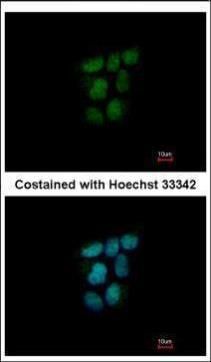 NR0B2 Rabbit Polyclonal Antibody