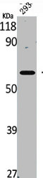 NR4A1 Antibody