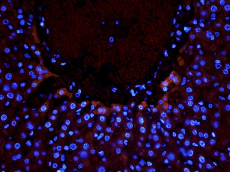 Nrf2 Rabbit Polyclonal Antibody