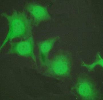 Nrf2 Antibody