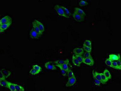 NRG1 Antibody