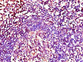 NRG1 Antibody