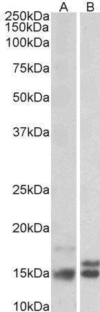 Neurogranin precursor Antibody
