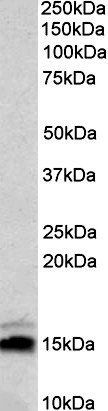 Neurogranin precursor Antibody