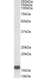 Neurogranin precursor Antibody