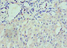 NRP1 Antibody