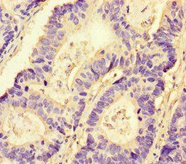 NRP2 Antibody