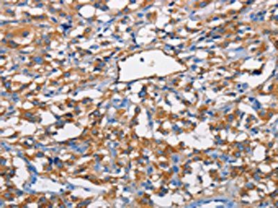 NT5E Antibody
