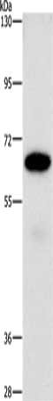 NT5E Antibody