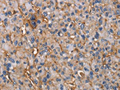 NT5E Antibody
