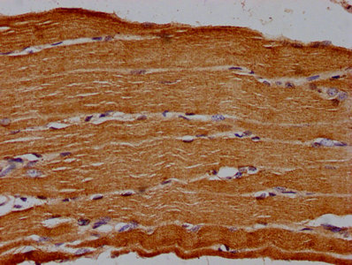 NT5E Antibody